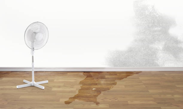 Best Water damage contractors near me  in Cape May Court House, NJ